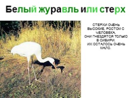 Сибирские животные, слайд 24