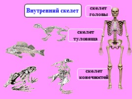 Скелет - опора организма, слайд 22