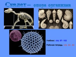 Скелет - опора организма, слайд 6