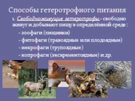 Способы питания животных, слайд 7