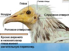 Среда обитания и внешнее строение птиц, слайд 11