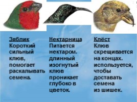 Среда обитания и внешнее строение птиц, слайд 12