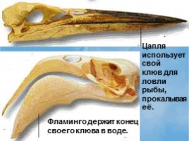 Среда обитания и внешнее строение птиц, слайд 13