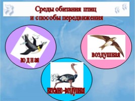 Среда обитания и внешнее строение птиц, слайд 2