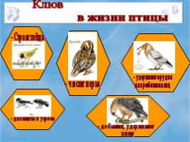 Среда обитания и внешнее строение птиц, слайд 29