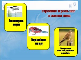 Среда обитания и внешнее строение птиц, слайд 31