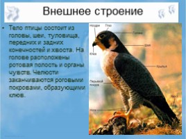 Среда обитания и внешнее строение птиц, слайд 4