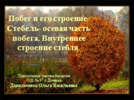 Побег и его строение - Стебель - осевая часть побега - Внутреннее строение стебля