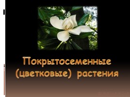 Покрытосеменные растения (цветковые), слайд 1
