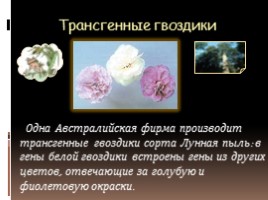 Покрытосеменные растения (цветковые), слайд 10