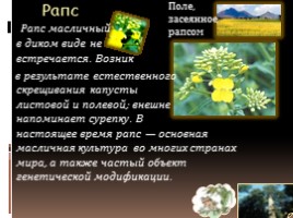 Покрытосеменные растения (цветковые), слайд 9