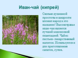 Полезные дикорастущие растения Саратовской области, слайд 10