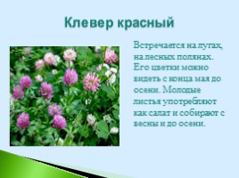 Полезные дикорастущие растения Саратовской области, слайд 11