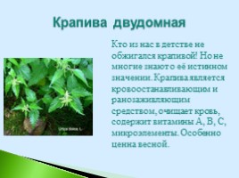 Полезные дикорастущие растения Саратовской области, слайд 12
