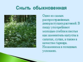 Полезные дикорастущие растения Саратовской области, слайд 14