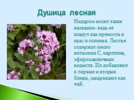 Полезные дикорастущие растения Саратовской области, слайд 15