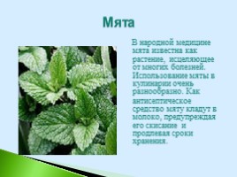 Полезные дикорастущие растения Саратовской области, слайд 16