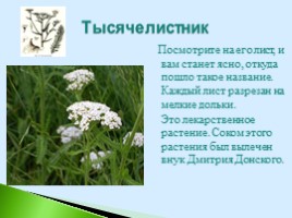 Полезные дикорастущие растения Саратовской области, слайд 18