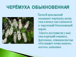 Полезные дикорастущие растения Саратовской области, слайд 3