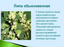 Полезные дикорастущие растения Саратовской области, слайд 4