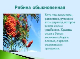Полезные дикорастущие растения Саратовской области, слайд 5