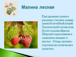 Полезные дикорастущие растения Саратовской области, слайд 7