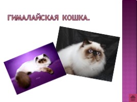Породы кошек, слайд 9