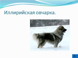 Породы собак, слайд 5