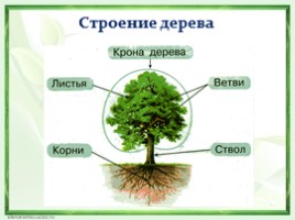 Исследовательская работа «Почему одни деревья распускаются раньше других», слайд 8