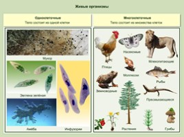 Признаки живых организмов, слайд 8