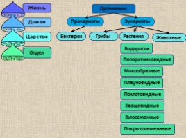 Принципы систематики и классификации растений, слайд 11