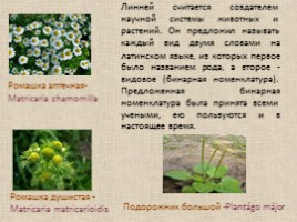 Принципы систематики и классификации растений, слайд 7