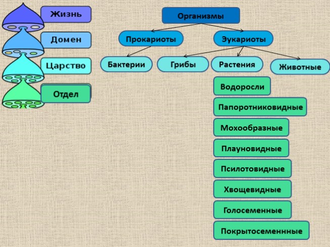 Какая последовательность из предложенных правильно отражает схему классификации растений вид род