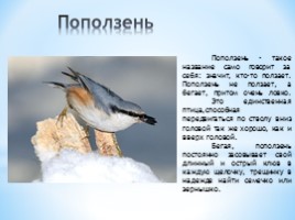 Проект «Зимующие птицы», слайд 11