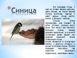 Проект «Зимующие птицы», слайд 6