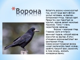 Проект «Зимующие птицы», слайд 9