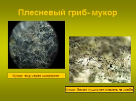 Происхождение и эволюция грибов - Особенности строения клеток грибов, слайд 6