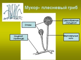 Происхождение и эволюция грибов - Особенности строения клеток грибов, слайд 7
