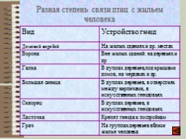 Птицы городских ландшафтов, слайд 14