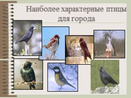 Птицы городских ландшафтов, слайд 6