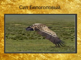 Птицы и их отряды, слайд 10