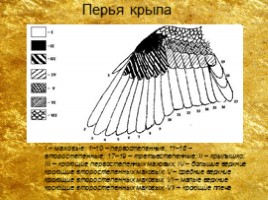 Птицы и их отряды, слайд 23