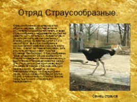 Птицы и их отряды, слайд 3