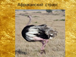 Птицы и их отряды, слайд 4