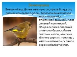 Птицы Русского острова, слайд 10
