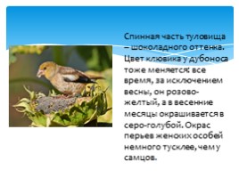 Птицы Русского острова, слайд 12