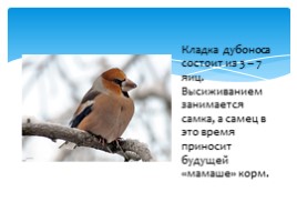 Птицы Русского острова, слайд 13