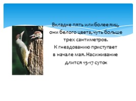 Птицы Русского острова, слайд 4