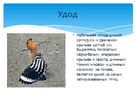 Птицы Русского острова, слайд 5