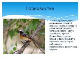Птицы Русского острова, слайд 8